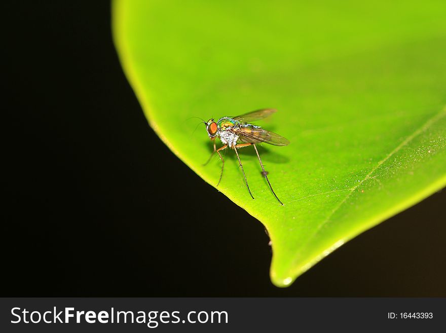 Closeup shot of fly sitting on leaf. Closeup shot of fly sitting on leaf.