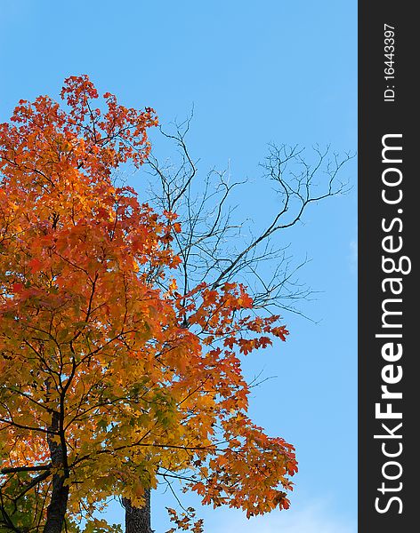 Autumn maple with colorful leaves on the sky background