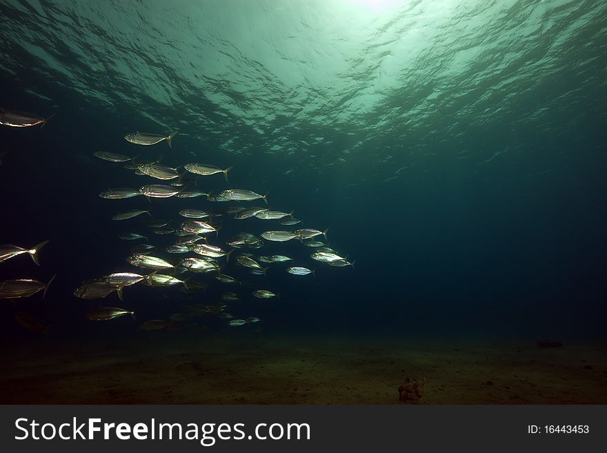 Mackerel and ocean taken in the Red Sea.