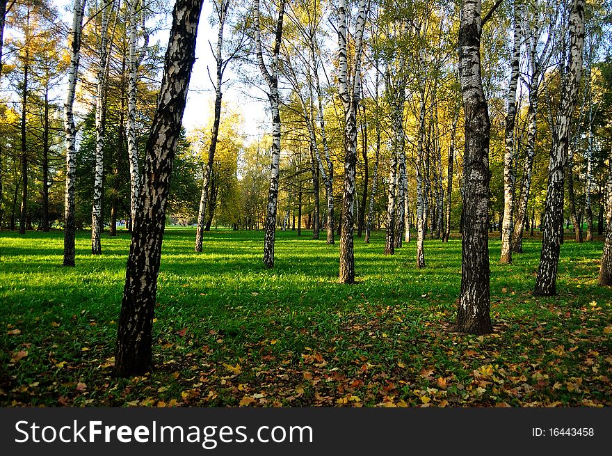 Autumn birch grove in the heart of the city. Autumn birch grove in the heart of the city
