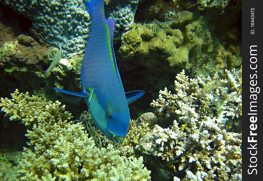 Blue parrotfish next to corals