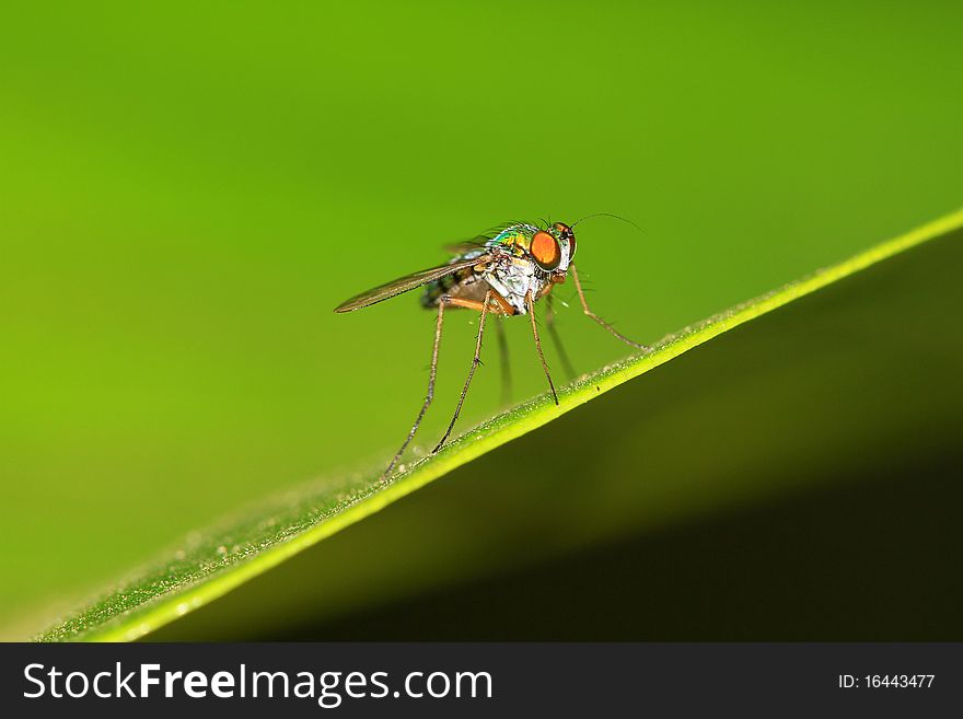 Closeup shot of fly sitting on leaf.