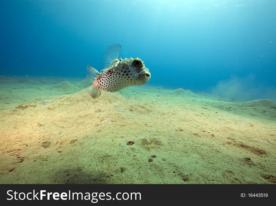 Yellowspotted burrfish and ocean taken in the Red Sea.