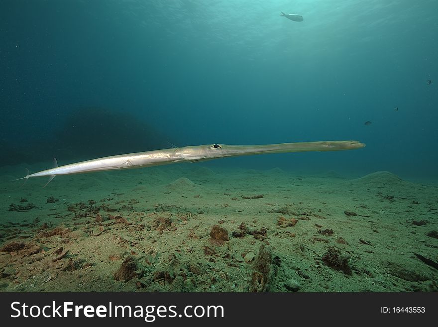 Smooth cornetfish and ocean taken in the Red Sea.