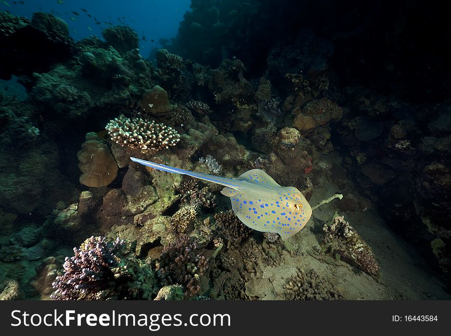 Bluespotted stingray and ocean taken in the Red Sea.