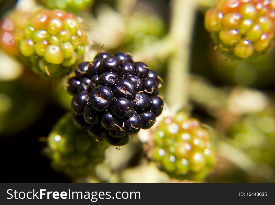 Blackberries just starting to come into fruit. Blackberries just starting to come into fruit