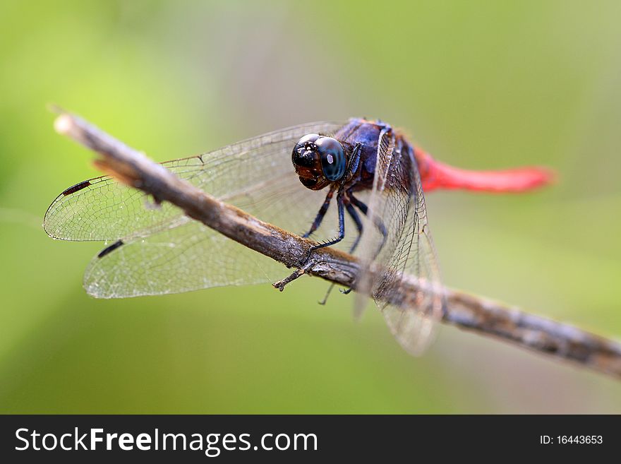 Pink Tail Dragonfly