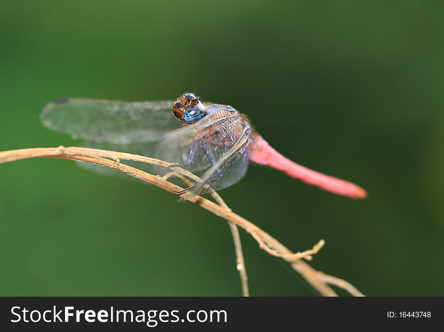 Closeup shot of pink tailed dragonfly. Closeup shot of pink tailed dragonfly.