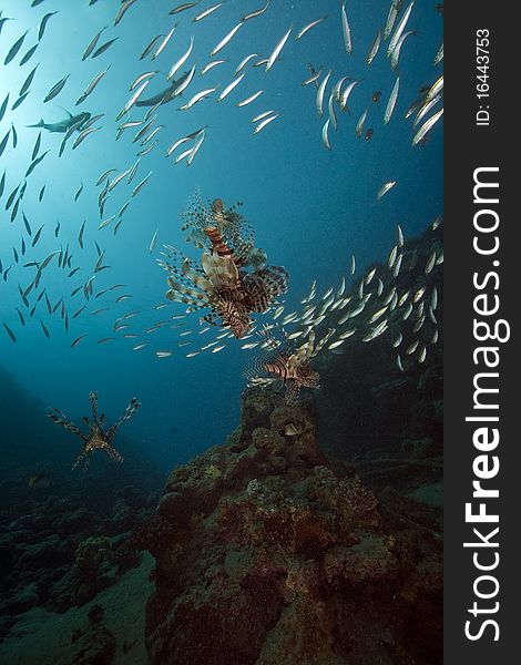 Lionfish and ocean taken in the Red Sea.