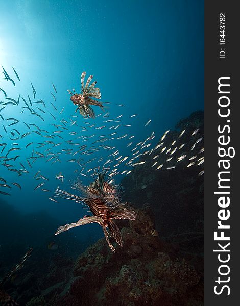 Lionfish and ocean taken in the Red Sea.