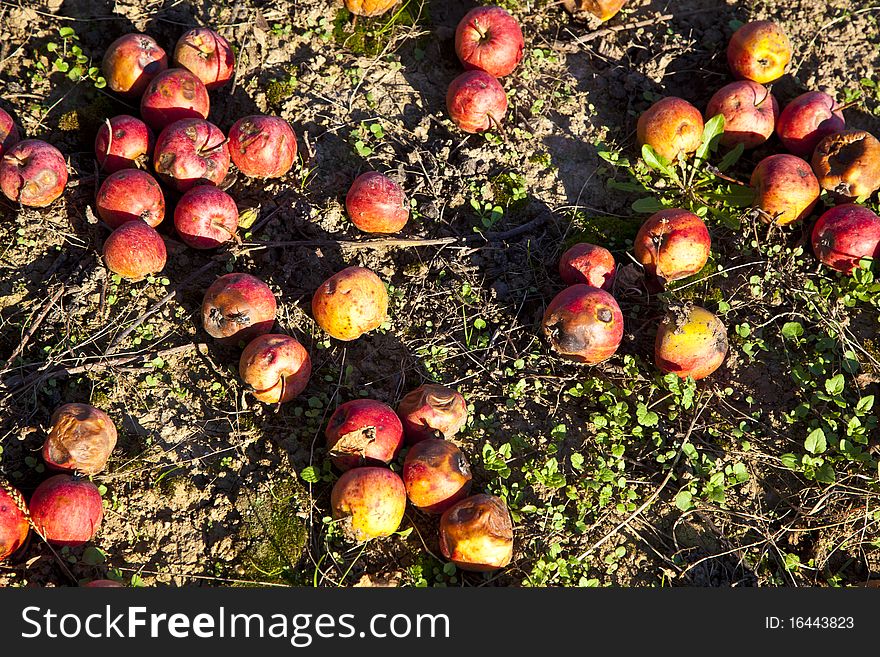 Windfall Fruits On The Meadow