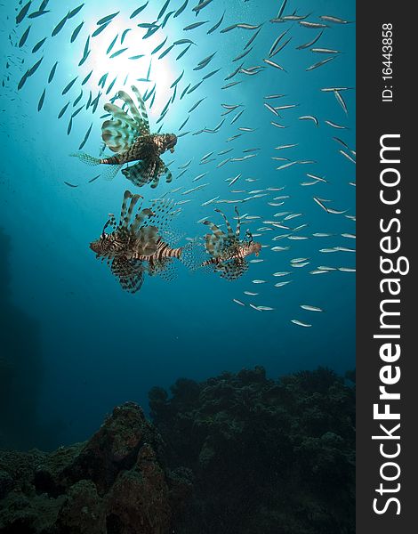 Lionfish and ocean taken in the Red Sea.