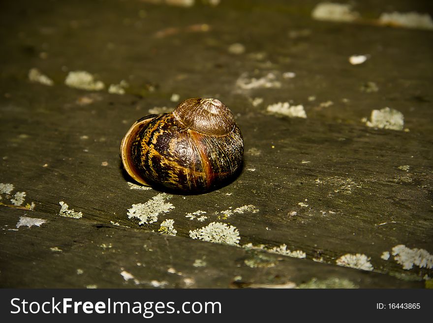 A gorgeous coloured garden snail shell. A gorgeous coloured garden snail shell