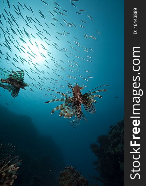 Lionfish and ocean taken in the Red Sea.