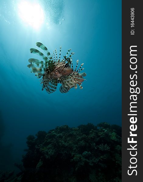 Lionfish and ocean taken in the Red Sea.