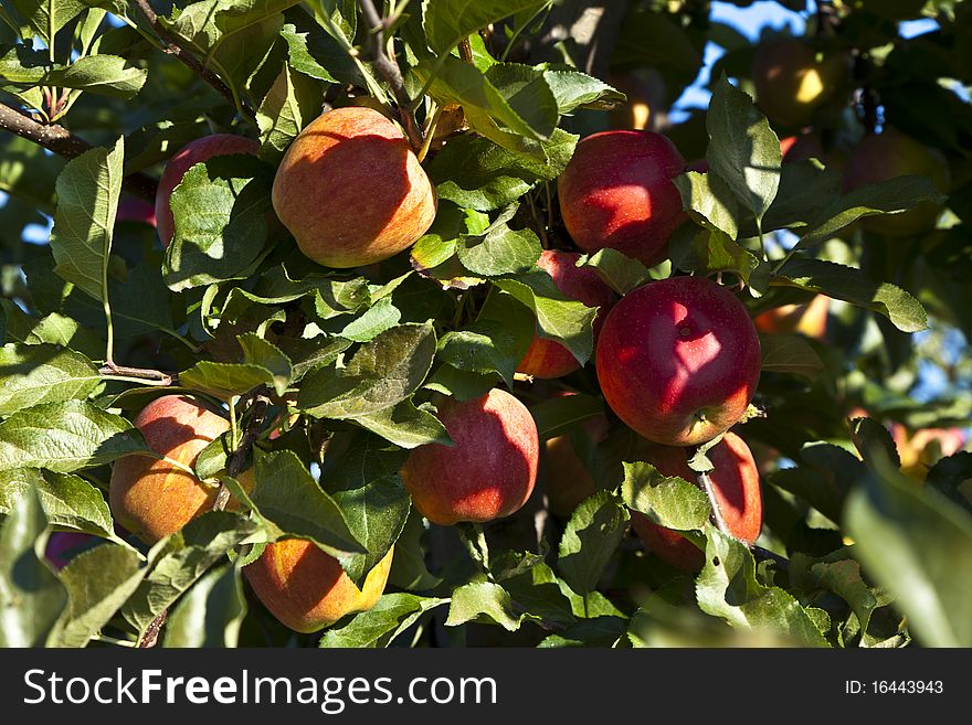 Ripe apples on a tree branch against blue sky
