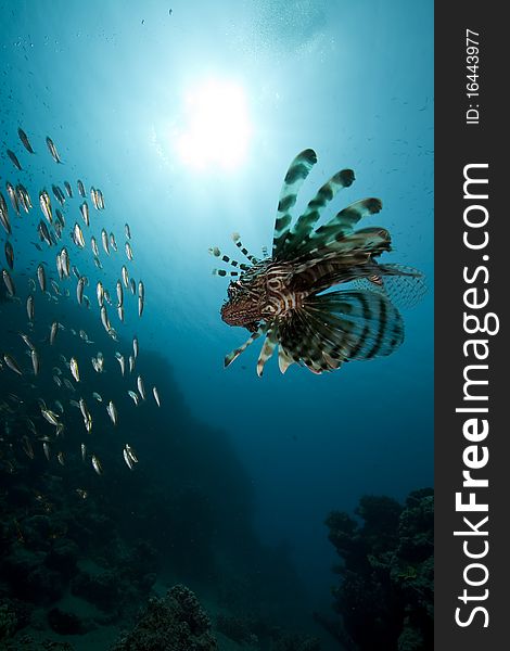 Lionfish and ocean taken in the Red Sea.