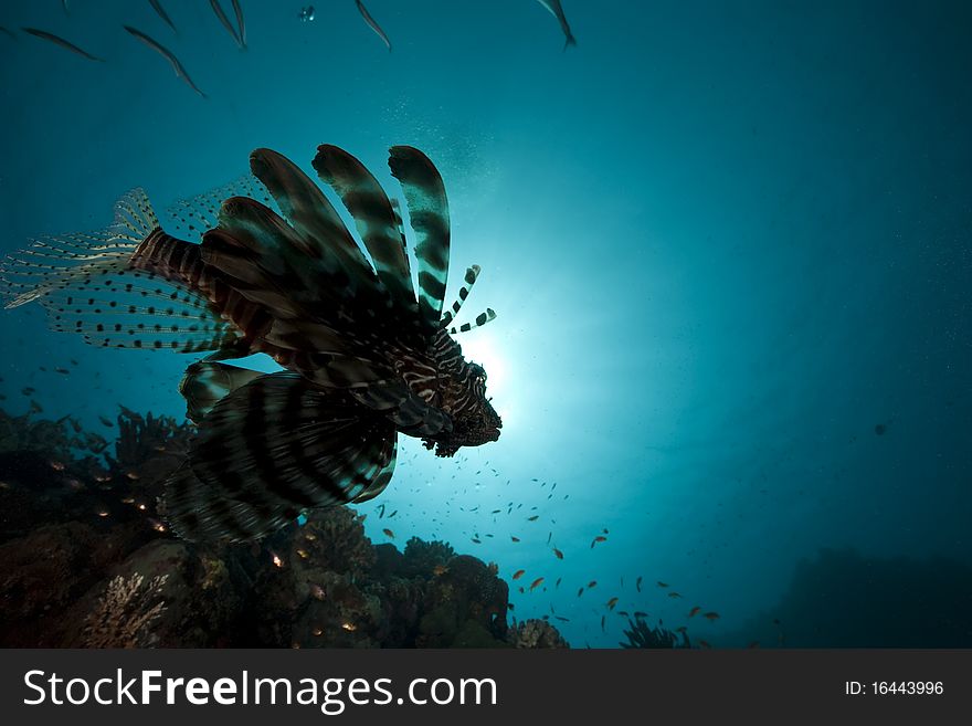 Lionfish and ocean taken in the Red Sea.