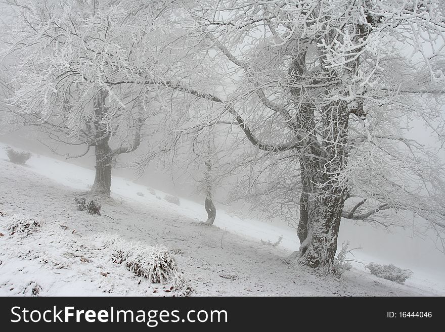 Winter trees in mountains covered with fresh snow