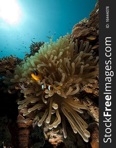 Anemonefish and ocean