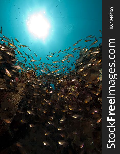 Glassfish and coral taken in the Red Sea.