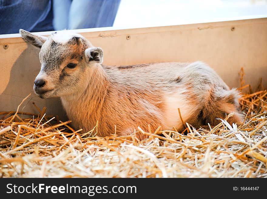 Baby goat lying in the hay
