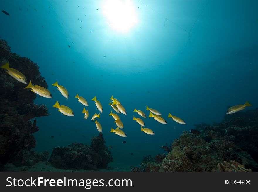 Blue-striped Snappers And Ocean