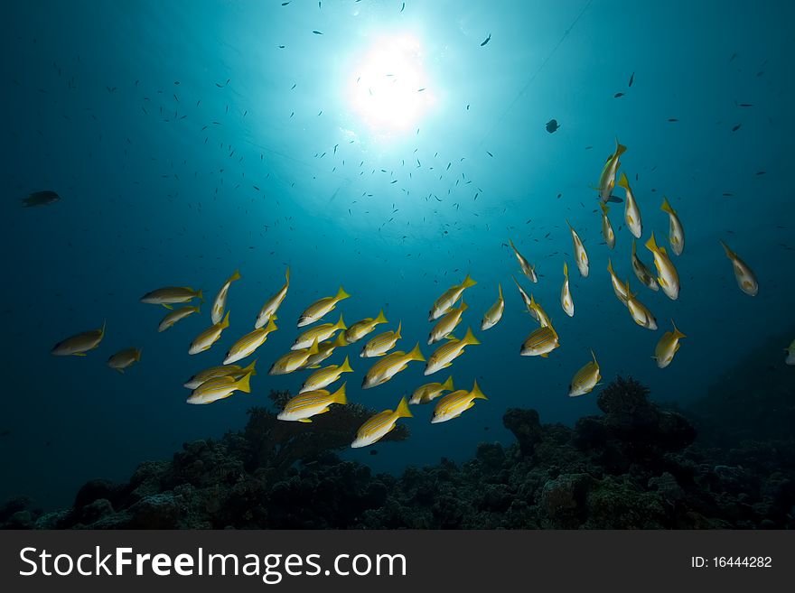 Blue-striped snappers and ocean taken in the Red Sea.