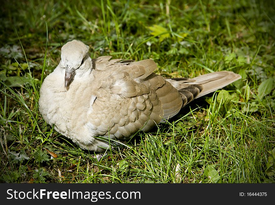 A quiet collared dove taking a rest. A quiet collared dove taking a rest