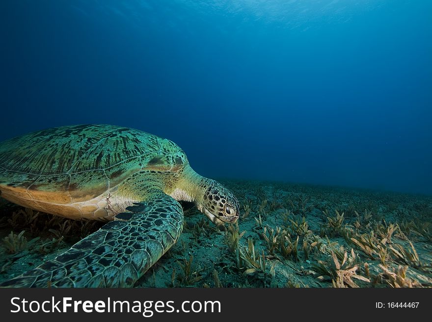 Green Turtle Feeding On Seagrass