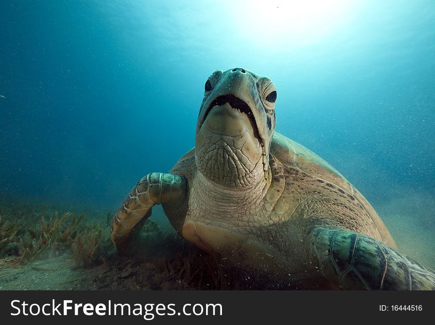 Green turtle feeding on seagrass taken in the Red Sea.