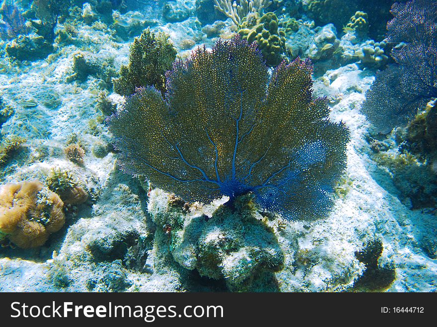 Fan coral in a reef on Culebra Island in Puerto Rico.