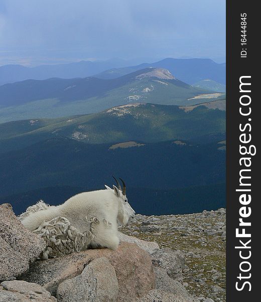 A mountain goat resting on the top of a mountain in the Rockies in Colraodo