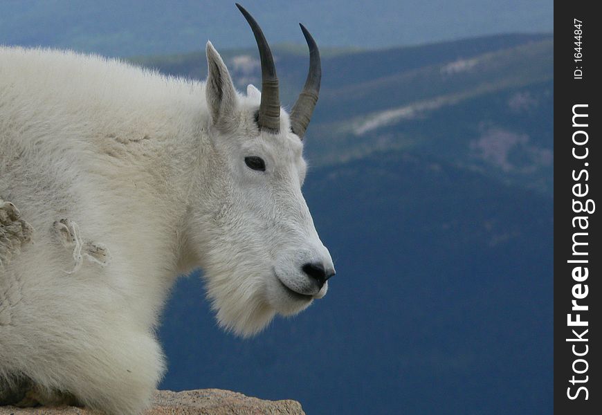 A mountain goat resting on the top of a mountain in the Rockies in Colraodo