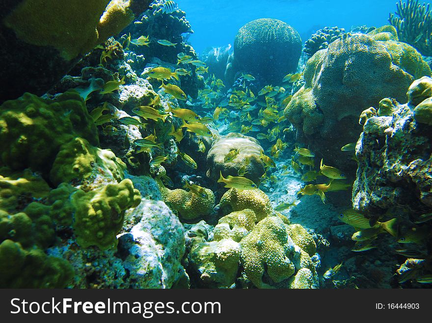 Tropical fish enjoying the safety of this tropical coral reef. Tropical fish enjoying the safety of this tropical coral reef