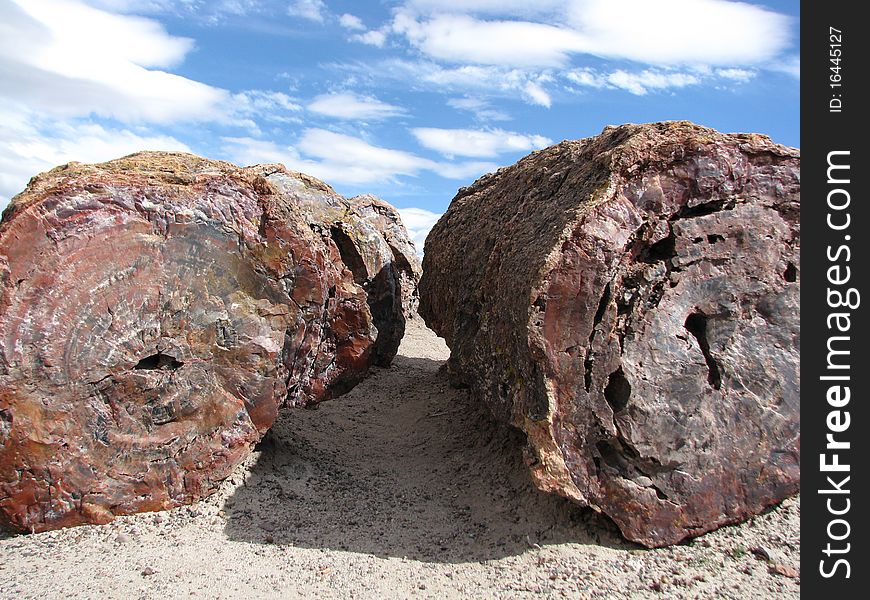 Petrified wood in the Painted Desert, Petrified National Forest, AZ. Petrified wood in the Painted Desert, Petrified National Forest, AZ