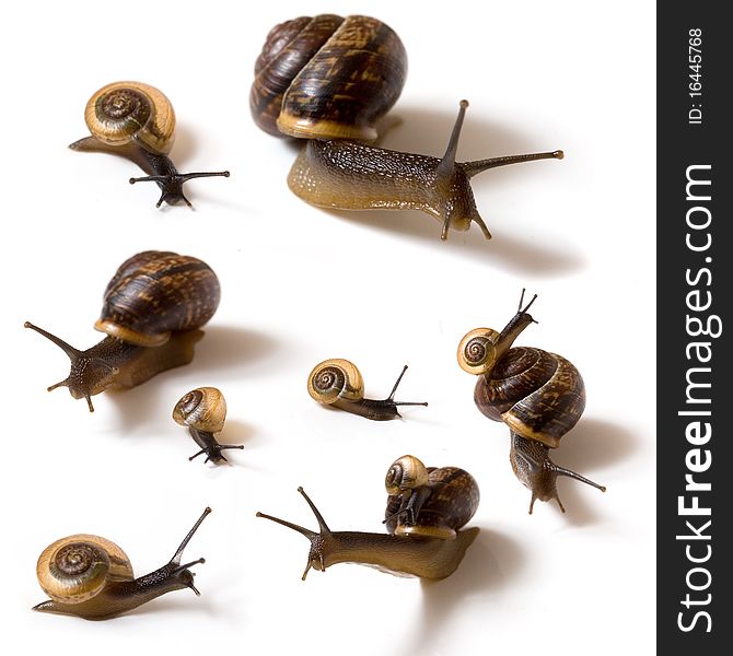 Several snails on white background.