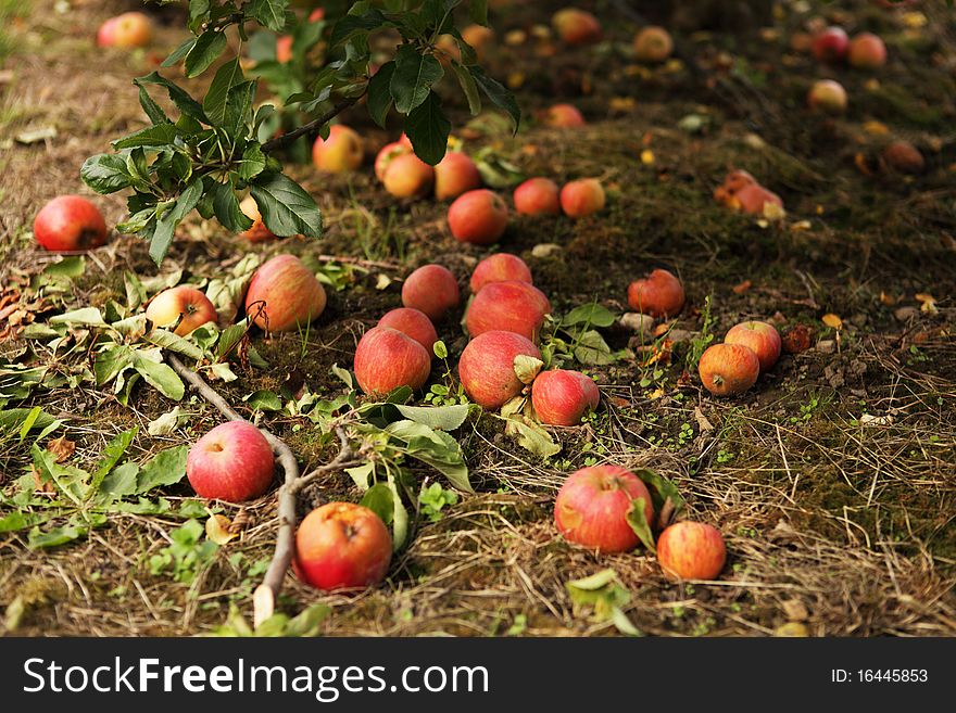 Fallen red apples in an orchard