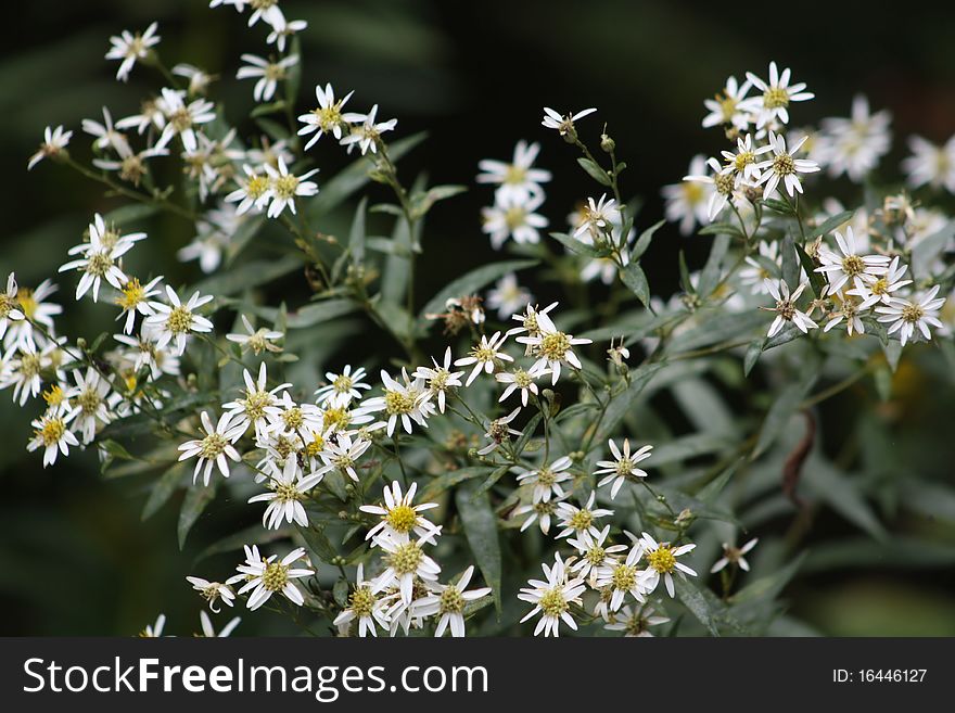 A cluster of white asters in bloom. A cluster of white asters in bloom.