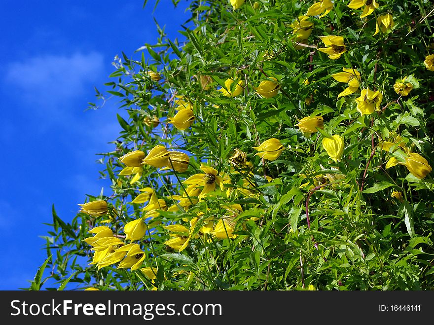 Yellow clematis flowers over blue sky