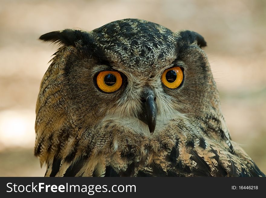 Head and face of an Eurasian Eagle Owl