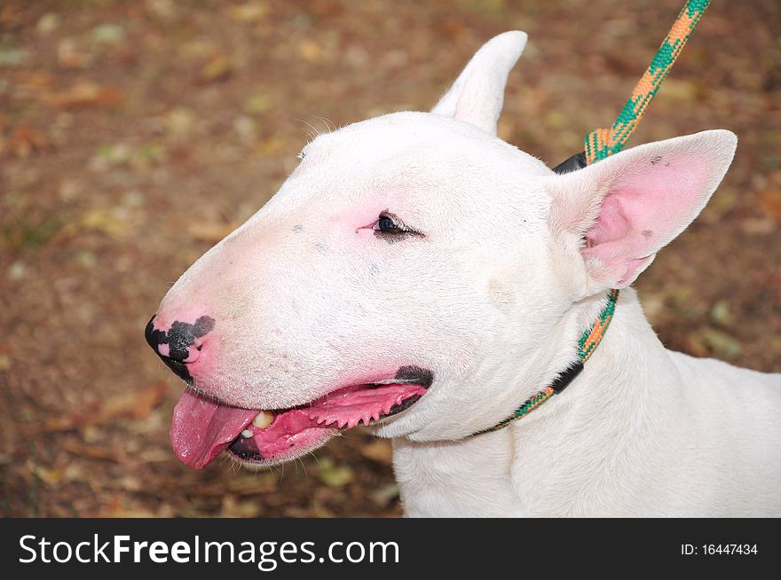 Head of the English Pit Bull Terrier. Head of the English Pit Bull Terrier
