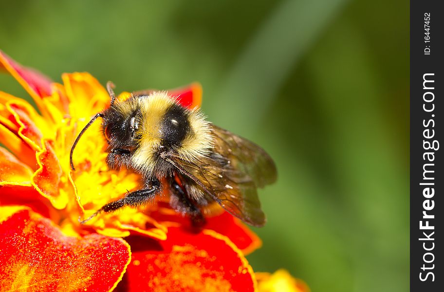Bumblebee on a red flower. Bumblebee on a red flower