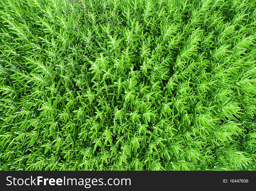 Close up green grass background. Close up green grass background