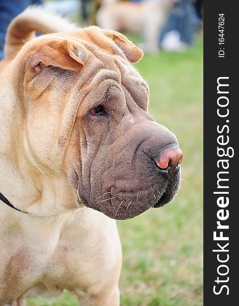 Large Sharpei posing in the park