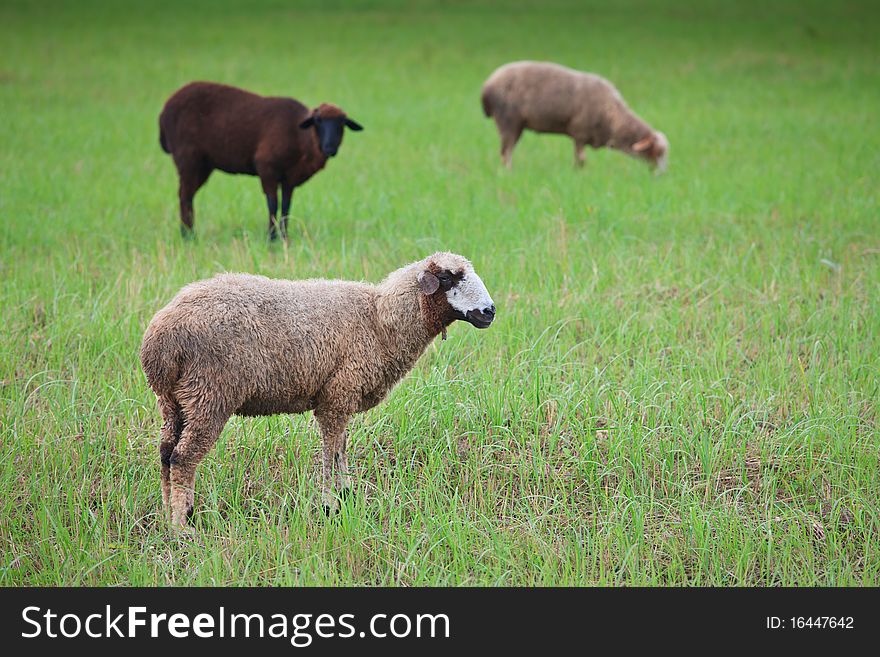 A flock of sheep grazing on the field among the haystacks. A flock of sheep grazing on the field among the haystacks
