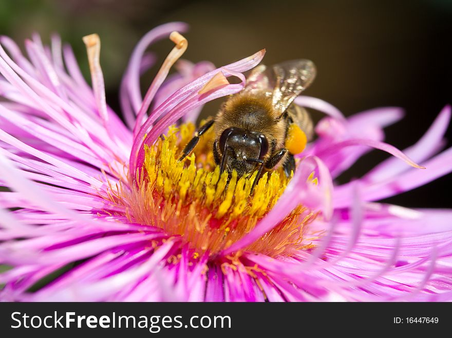 Bee On Pink Flower