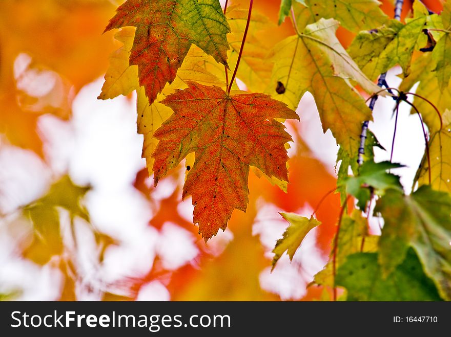 Autumn foliage with blurred background