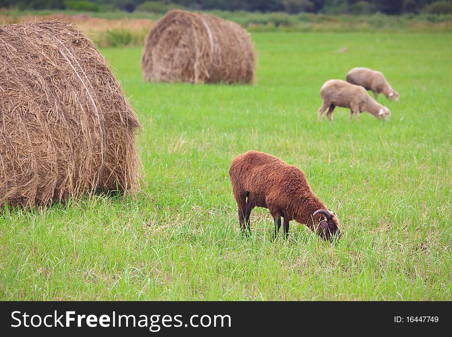 Lambs Graze On The Field Among The Stacks