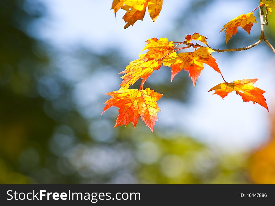 Autumn foliage with blurred background